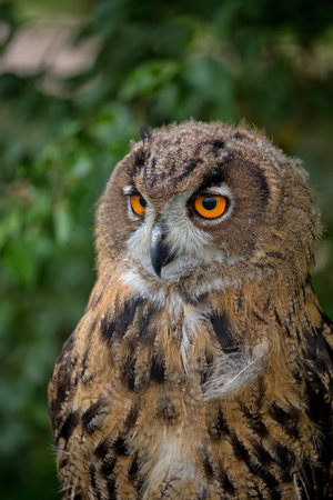 Eagle-owl in the forest, a portraitの写真素材