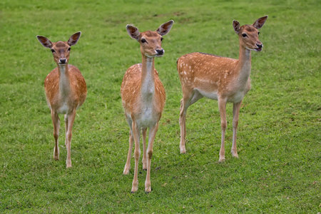 Fallow deers in a clearingの写真素材