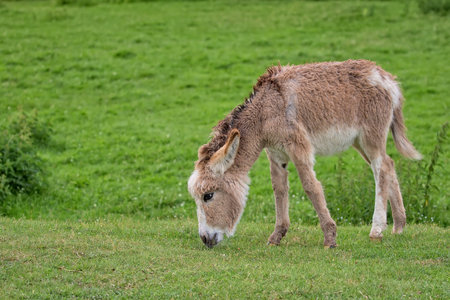 Donkey in a clearingの写真素材