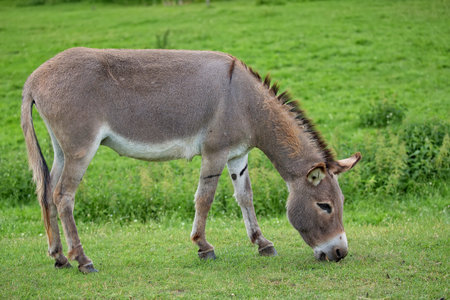 Donkey in a clearing in the wildの写真素材
