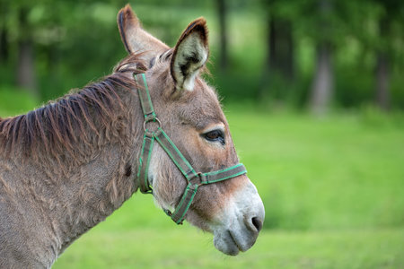 Donkey in a clearing, a portraitの写真素材