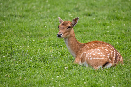 Fallow deer resting in a clearing in the wildの写真素材