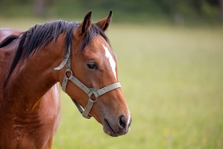 Horse in a clearing, a portraitの写真素材