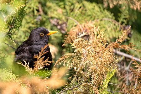 Common Blackbird in the wildの写真素材