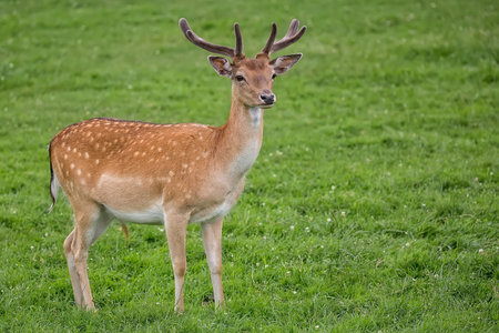 Fallow deer in a clearing in the wildの写真素材