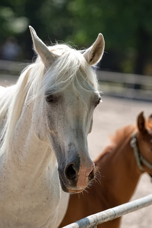White horse in a clearing, a portraitの写真素材