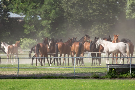 Horses in a clearingの写真素材