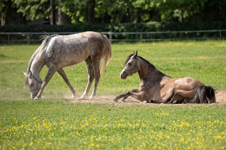 Horses in a clearingの写真素材