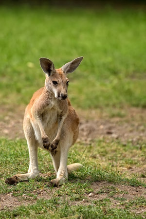 Kangaroo in the wildの写真素材