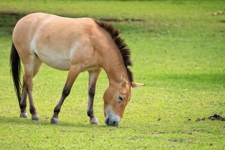 Przewalski's horse in a clearingの写真素材