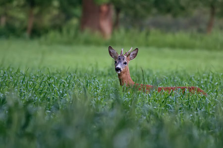 Buck deer in a clearing in the wildの写真素材