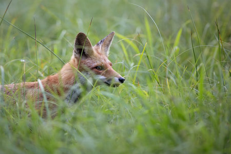 Fox in the wild, hidden in the grassの写真素材