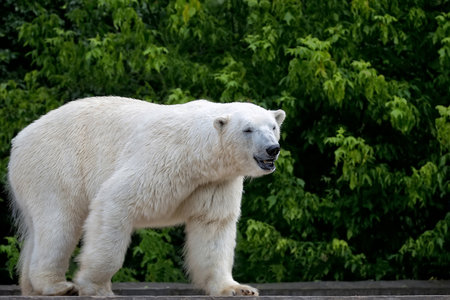 Polar bear in the wildの写真素材