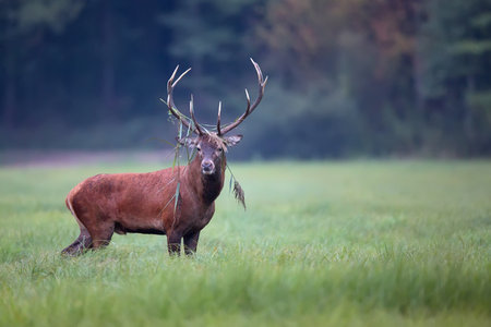 Red deer in a clearing in the wildの写真素材