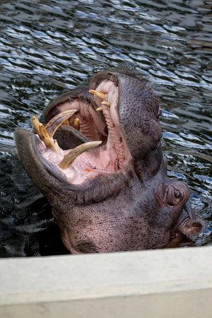Hippopotamus in the wild in the waterの写真素材