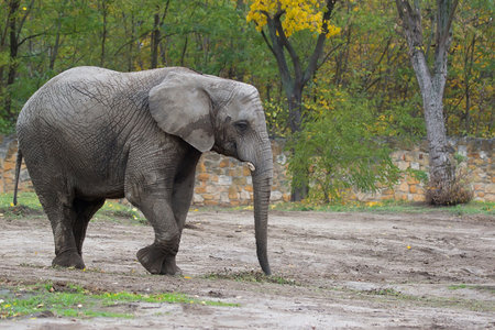 Elephant in the wildの写真素材