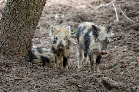 Young wild boars in the forest in the wildの写真素材