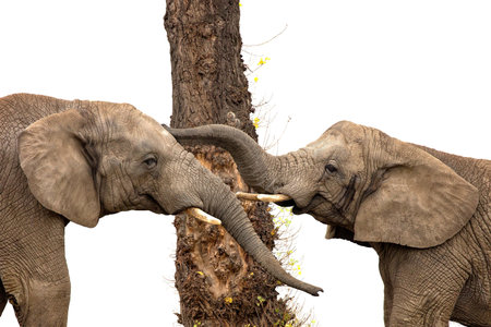 Elephants in a clearingの写真素材