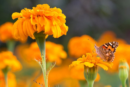 Butterfly on a flower in the wildの写真素材