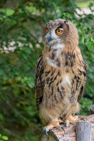 Eagle-owl in the forestの写真素材