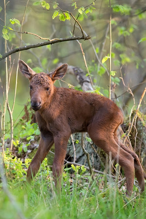 Young moose in the forestの写真素材