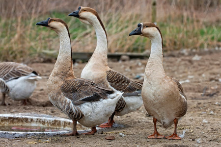 Geese on the farmの写真素材