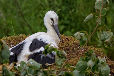 White stork in the nestの写真素材