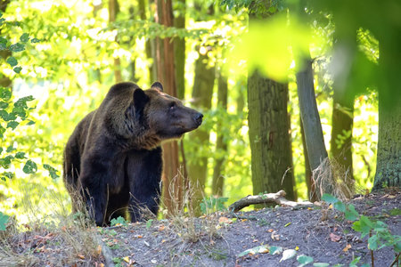 Brown bear in the forest in the wildの写真素材