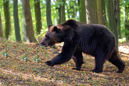 Brown bear in the forest on the runの写真素材