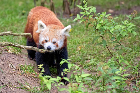 Red panda bear in the wildの写真素材