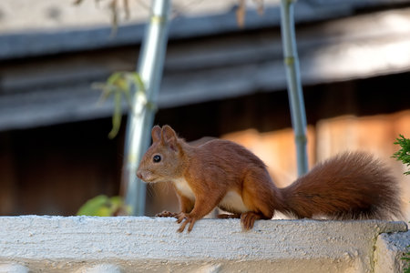 Red squirrel in the gardenの写真素材