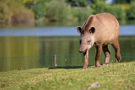 Tapir on the run in a clearingの写真素材