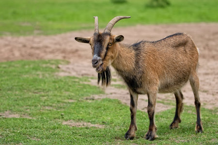 Goat in a clearing in the wildの写真素材