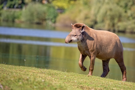 Tapir in a clearing, in the wildの写真素材
