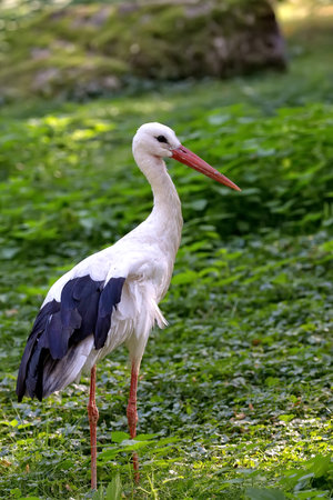 White stork in the wildの写真素材
