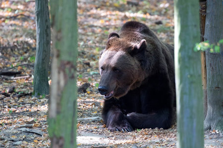 Brown bear resting in the forest in the wildの写真素材