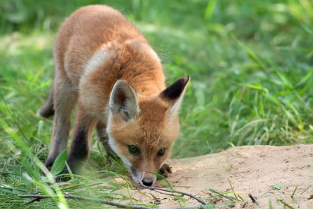 Fox in the wildの写真素材