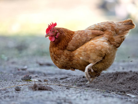 Hen in the meadow on the farmの写真素材
