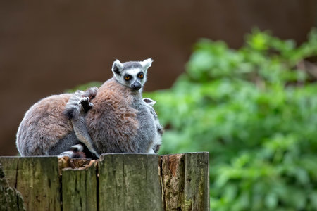 Lemurs in the forest