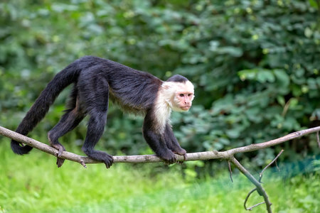 White-throated Capuchin in the wildの写真素材