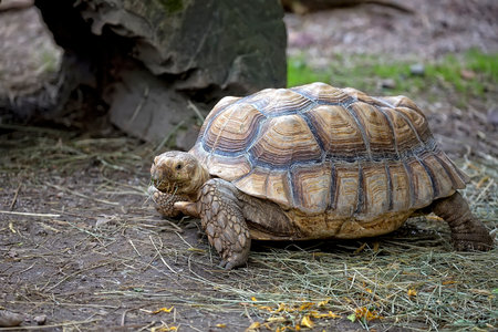 Turtle in the wildの写真素材