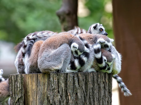Lemurs family in the forestの写真素材