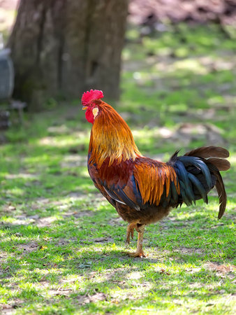 Rooster in a clearingの写真素材