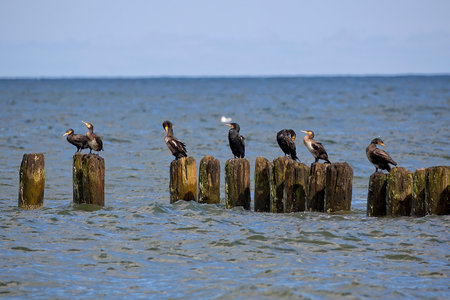 Black cormorants by the seaの写真素材