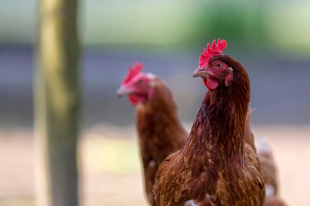 Hen in the meadow, a portraitの写真素材