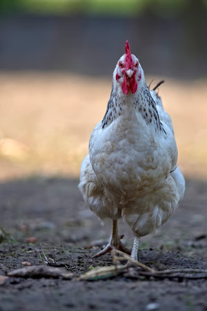 Hen in the meadow on the farmの写真素材