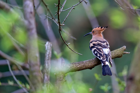 Hoopoe in the forest in the wildの写真素材