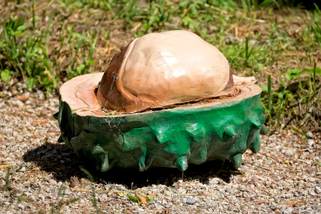 Big wooden Chestnutの写真素材