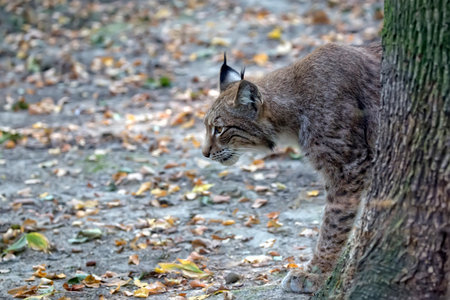 Lynx in the forestの写真素材