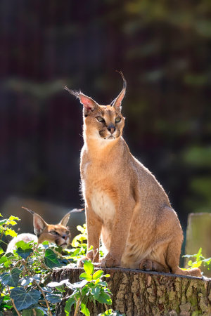 Caracal in the wildの写真素材